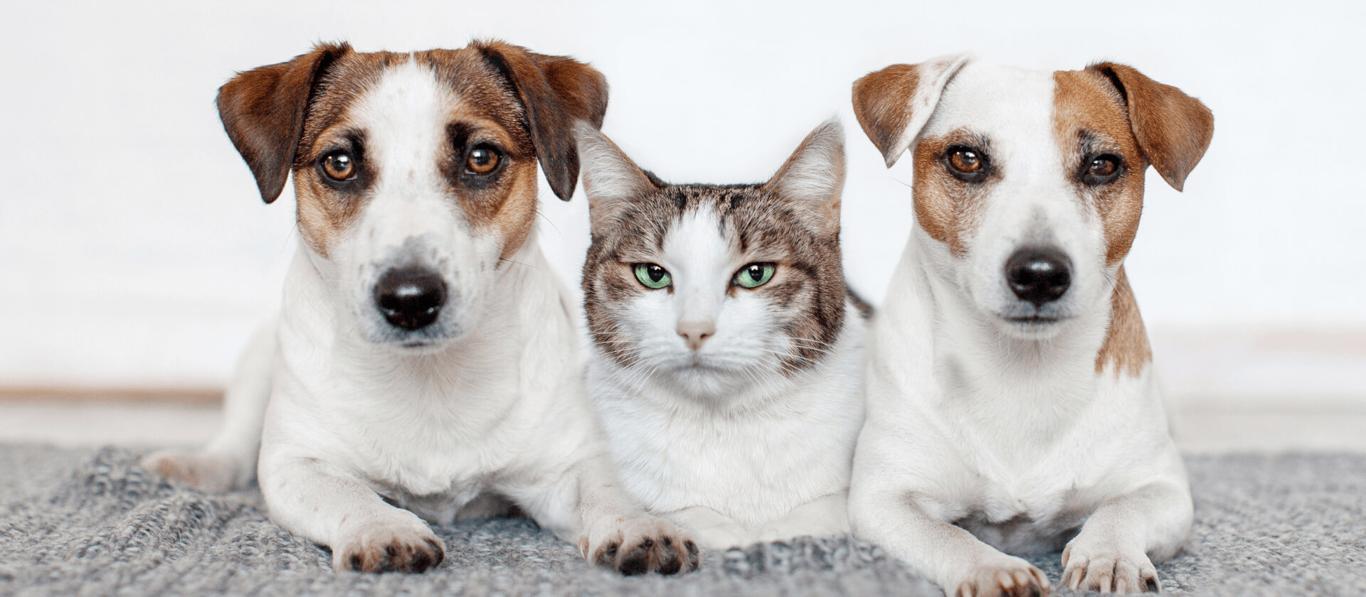 Image of Dog and Cat