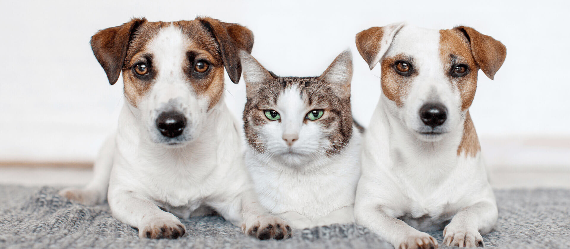 Ithaca Veterinarian