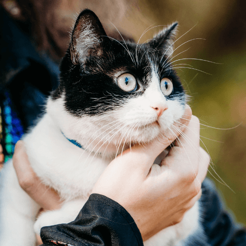 Cat Veterinary Services Ithaca