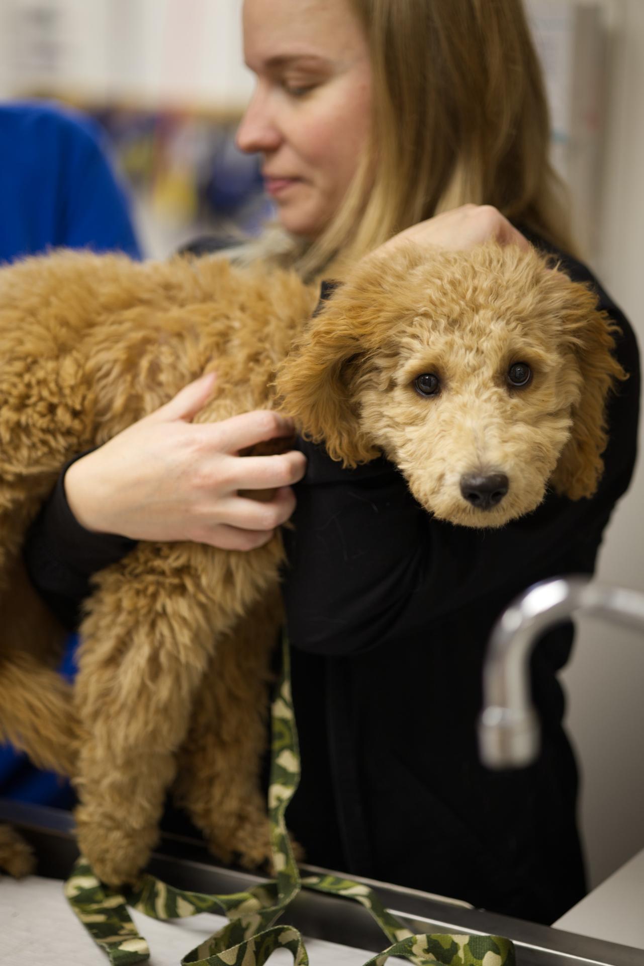 Licensed Veterinary Technician Ithaca NY