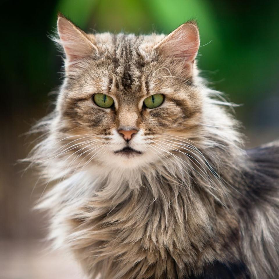 Cat Mobility Issues Solensia