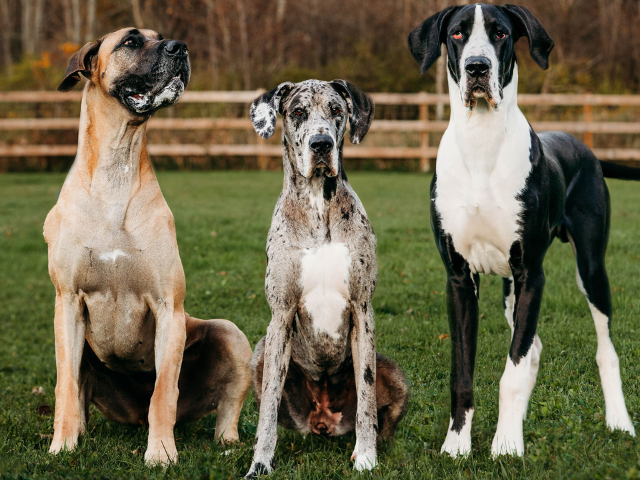 Veterinary Services Ithaca