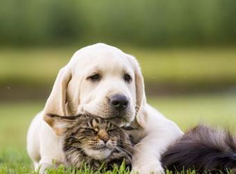 Does My Pet Need Year-Round Flea and Tick Prevention? Yes, and Here's Why!