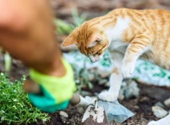 Summer Plants That Can Be Toxic to Dogs and Cats