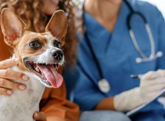 How to Find a Good Vet After Moving