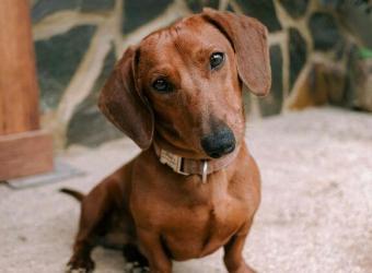 Why Does My Dog Scoot? It’s Not Always Worms